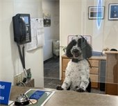 A dog looking out the window at the Finance counter to help promote the issuance of dog licenses. 