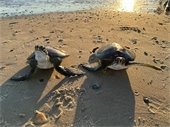 Image of two sea turtles in the sand on the beach