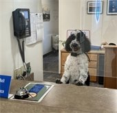 Image of a dog at the Finance Dept counter to promote dog licenses