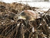 Image of a cold-stunned sea turtle