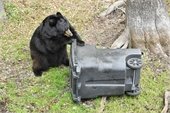Safety tips for cohabitating with bears