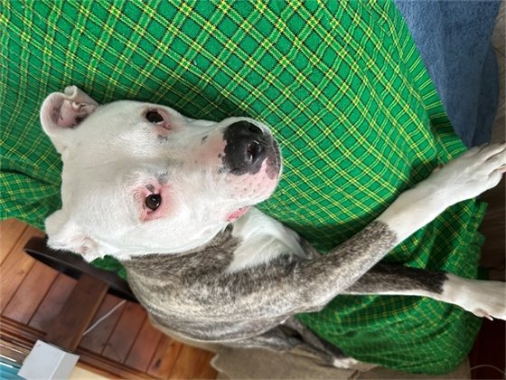 The Kill Devil Hills Police Department is requesting the public’s help in an attempt to locate Scott Harmon Johnson. Mr. Johnson is a 46-year-old White male, 6’, 175 lbs, brown hair, blue eyes. He has a short, full beard. 