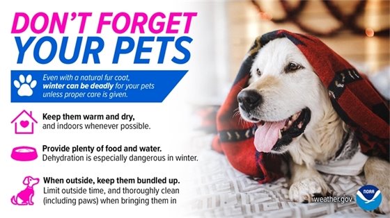 Don't forget your pets during a winter weather event graphic