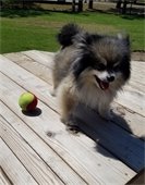 Kill Devil Hills is holding an event to support local animal shelters. We are accepting donations of dog food and supplies to help dogs in need.