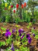 Image of brightly colored flowers in a garden