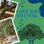 Graphic with photos of live oak trees that reads Love Your Live Oak to promote preservation efforts
