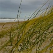 Image of beach grass blowing in the wind