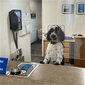 Annual dog licenses are required for each canine over four months old. They should be renewed in January of each year.   The cost of a KDH dog license is $5.00 per dog (if not spayed/neutered) or $2.50 per dog (if spayed/neutered).   To obtain a license, complete the below form and either bring it to the cashier's window at the town hall or mail it to our finance department at P.O. Box 1719, KDH, NC 27948. If you are mailing it, you will need to provide a self-addressed stamped envelope so the tag can be mailed back.  Annual Dog License Registration Form  Along with the completed form and payment, a copy of rabies certificate and proof of spaying/neutering (if applicable) is required. 