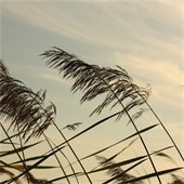 A photo of sea oats blowing in the wind
