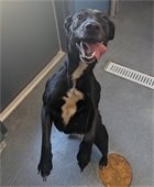 Did you know that you can adopt animals through the Town’s Animal Control Division? Meet Bella! She’s a super sweet dog currently in the Town's care and she’s looking for a fur-ever family. Bella is approximately 5 years old and is a lab/beagle mix. She has lots of energy and even more love to give!  If you’re interested in meeting/adopting Bella, please contact the KDH Animal Control Office at 252-480-4047.