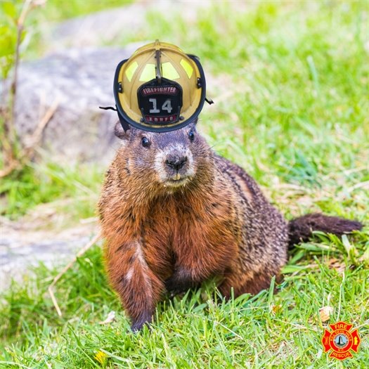 Groundhogs spend most of their time in underground burrows. These burrows, like many homes, have one main entrance but also have up to four auxiliary entrances. This allows groundhogs many options to enter and exit their homes in case the main entrance is blocked.  Be like a groundhog! Plan for multiple ways to get out of your home in the event of a fire.