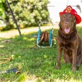 An image of a dog with a fire hat on and a hose in the background
